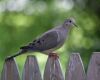 a mourning dove