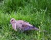 mourning dove on grass