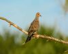 mourning dove perched