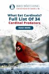 What Eats Cardinals? Full List of 24 Cardinal Predators Thumbnail