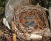 a baby cardinal in the nest