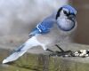 a blue jay bird