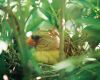 female cardinal incubating eggs