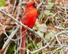 a male cardinal bird