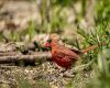 a molting cardinal
