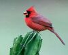 a red male cardinal bird