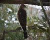 a sharp shinned hawk