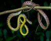 a snake on tree