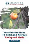 The 10 Proven Fruits to Feed and Attract Backyard Birds Thumbnail