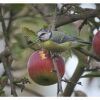 apple for birds