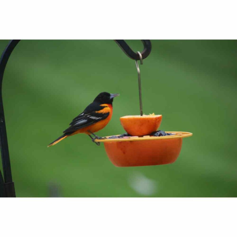 The 10 Proven Fruits to Feed and Attract Backyard Birds