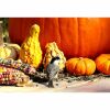 black capped chickadee and pumpkins