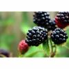 blackberries for birds