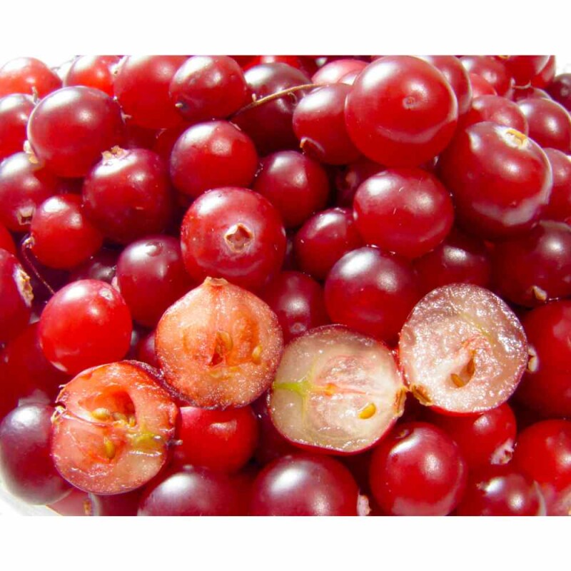 The 10 Proven Fruits to Feed and Attract Backyard Birds