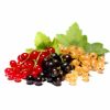 currants for bird feeders