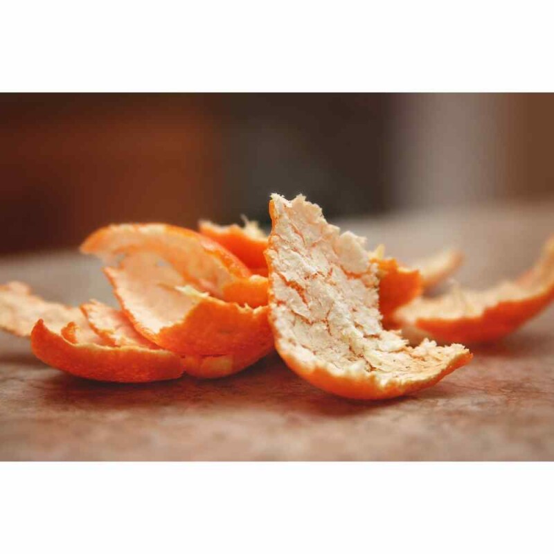 The 10 Proven Fruits to Feed and Attract Backyard Birds