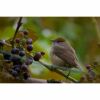 warbler with grapes