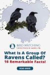 What is a Group of Ravens Called? & 16 Remarkable Facts Thumbnail