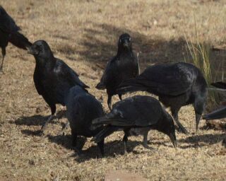 What is a Group of Ravens Called? & 16 Remarkable Facts