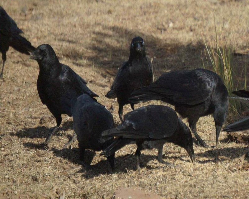 What is a Group of Ravens Called? & 16 Remarkable Facts