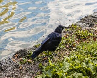 What is a Group of Ravens Called? & 16 Remarkable Facts