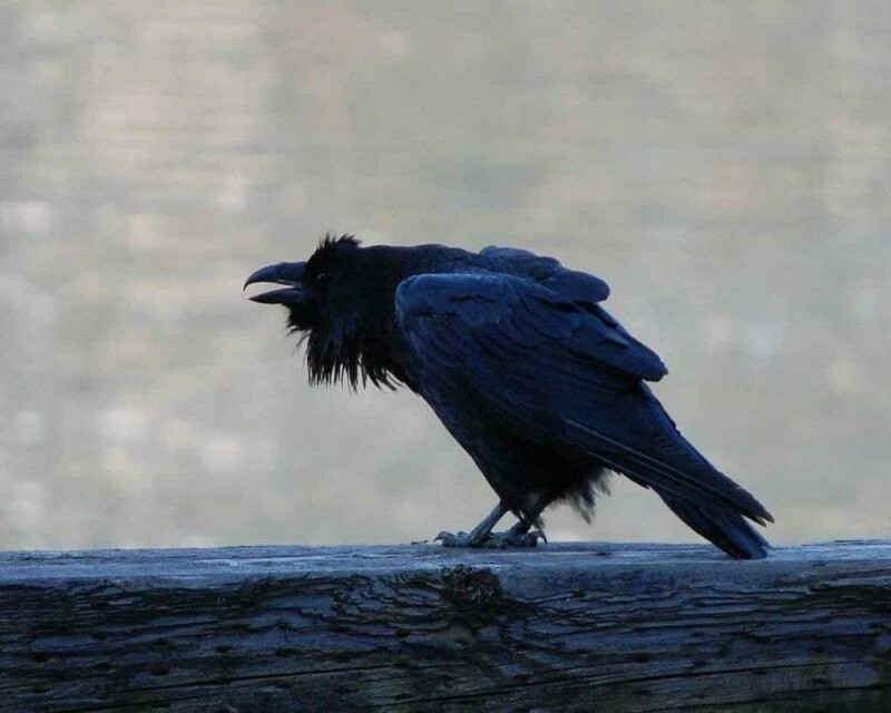 What is a Group of Ravens Called? & 16 Remarkable Facts