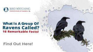 What is a Group of Ravens Called? & 16 Remarkable Facts