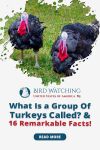 What is a Group of Turkeys Called? & 16 Remarkable Facts! Thumbnail