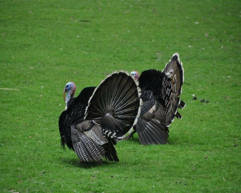 What is a Group of Turkeys Called? & 16 Remarkable Facts!