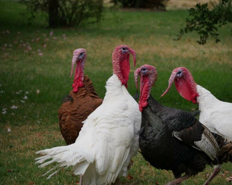 What is a Group of Turkeys Called? & 16 Remarkable Facts!