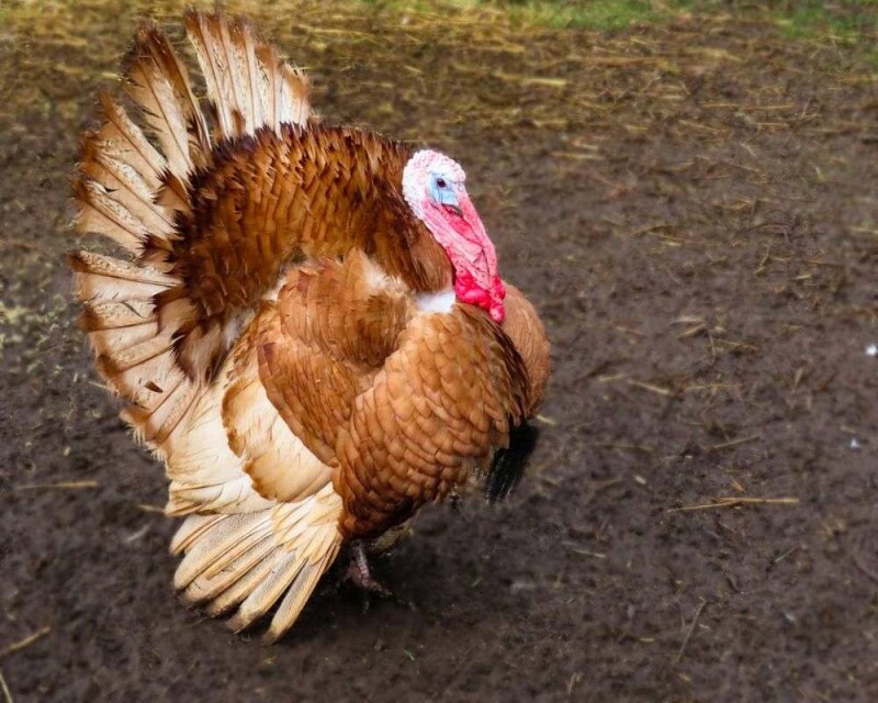 What is a Group of Turkeys Called? & 16 Remarkable Facts!