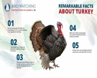 What is a Group of Turkeys Called? & 16 Remarkable Facts!
