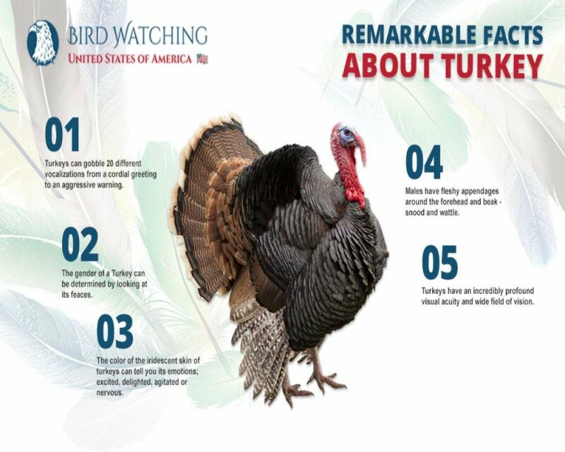 What is a Group of Turkeys Called? & 16 Remarkable Facts!