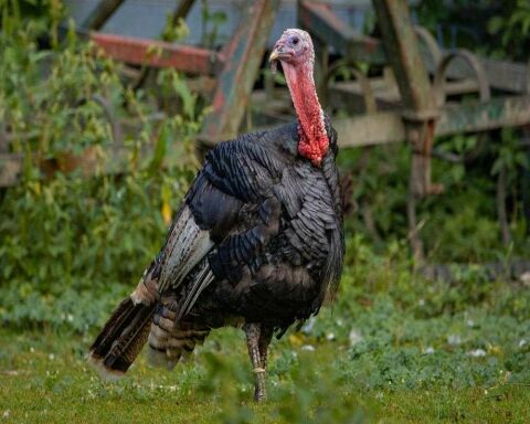 What is a Group of Turkeys Called? & 16 Remarkable Facts!