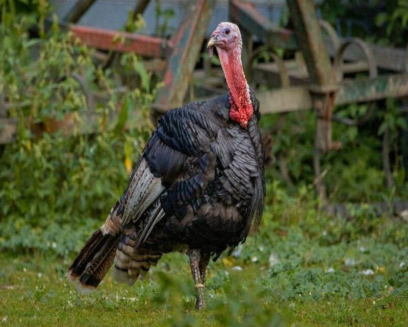 What is a Group of Turkeys Called? & 16 Remarkable Facts!