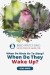 When Do Birds Go To Sleep? When Do They Wake Up? Thumbnail