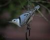 bird perched post evening