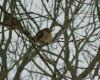 bird sleeping in high tree branches