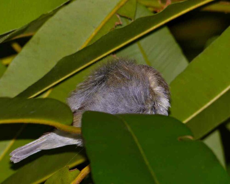 When Do Birds Go To Sleep? When Do They Wake Up?