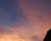 birds flying at night