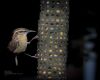 Carolina wren at night