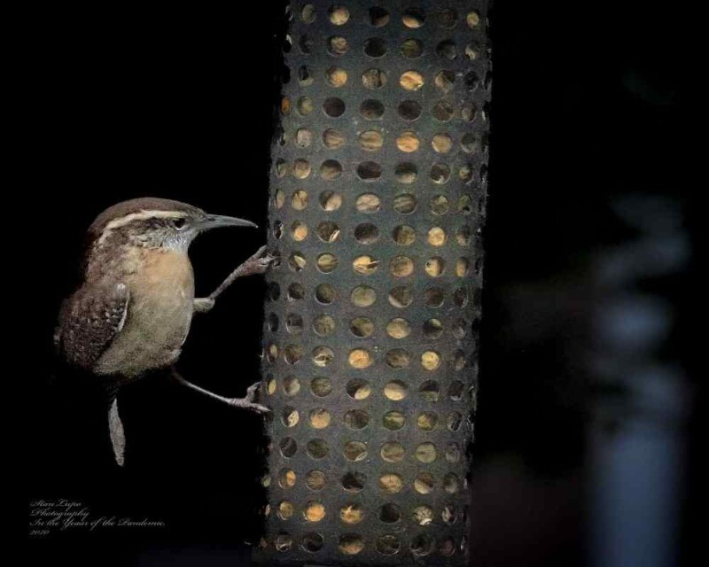the late bird sleeping in the late bird sleeping in