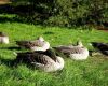 geese sleeping on the grass