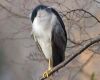 a heron sleeping on a tree branch