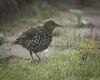 juvenile starling on ground