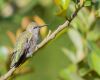 a hummingbird sleeping