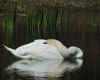 a swan sleeping