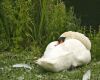 swan sleeping on the grass