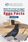When Do Crows Lay Eggs? 13 Fascinating Crow Egg Facts Thumbnail