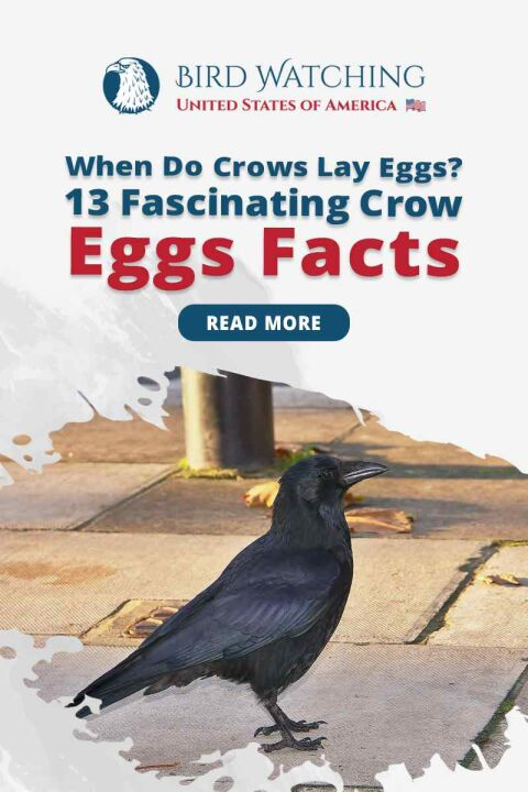 When Do Crows Lay Eggs? 13 Fascinating Crow Egg Facts